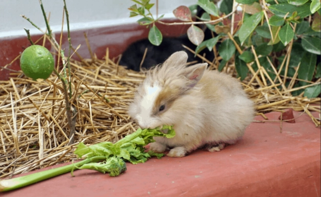 can rabbits eat celery