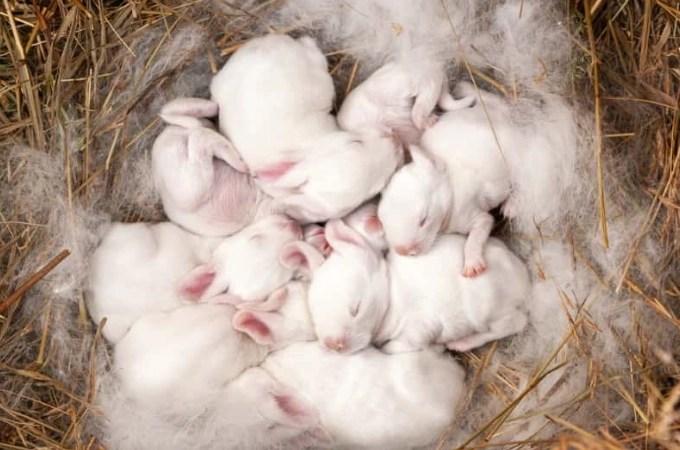 how long are rabbits pregnant