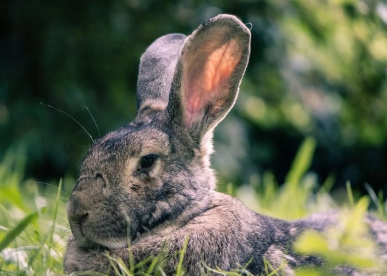 what sounds do rabbits make