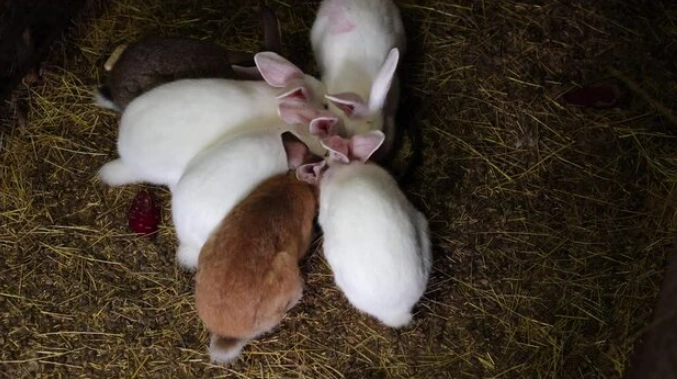 rabbit gestation period