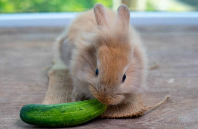 feeding rabbits