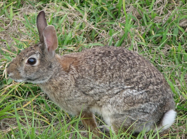 cotton tails rabbit breed
