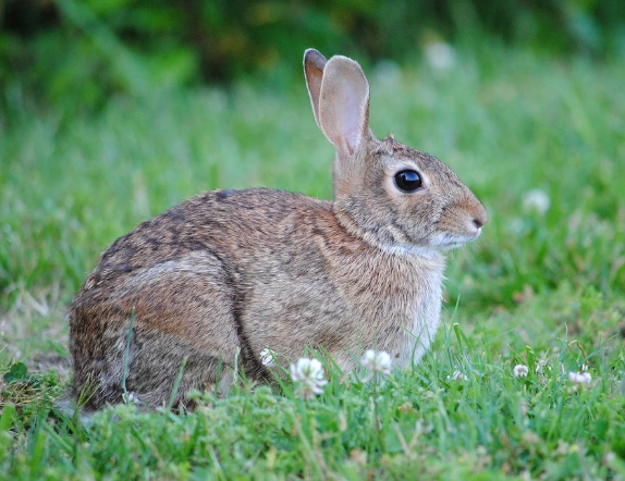 wild rabbit habitat