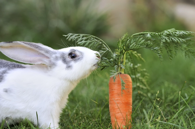 do rabbits like carrots