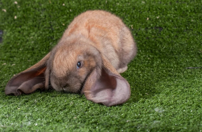 english lop rabbit size