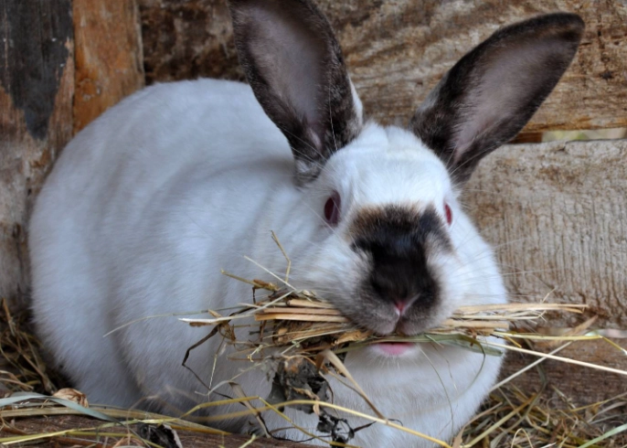 pregnant rabbit behavior
