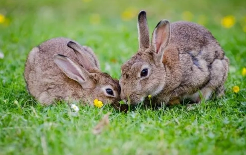 rabbit shots rabbit shots