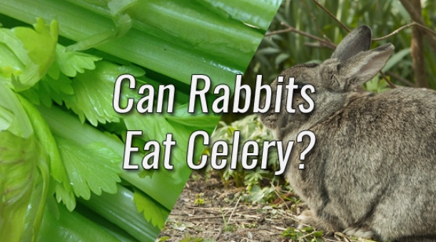 can rabbits eat celery