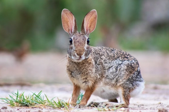 eastern cotton tailed rabbit