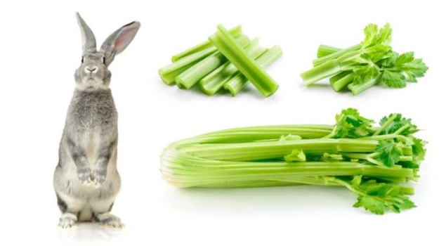 celery for rabbits