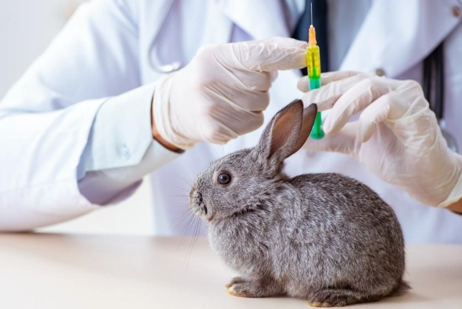 rabbit shots rabbit shots