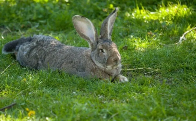 do rabbits hibernate in winter