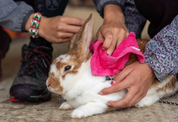bathing a rabbit bathing a rabbit