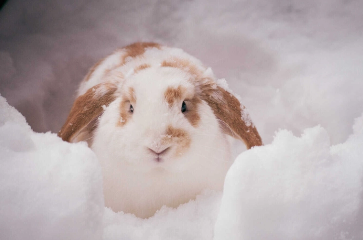 winter care for rabbits