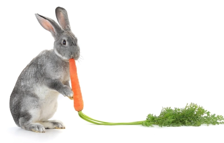 carrots for rabbits