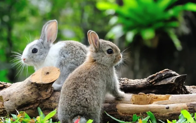 what sounds do rabbits make