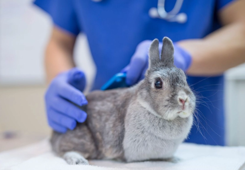 rabbit vaccinations rabbit vaccinations
