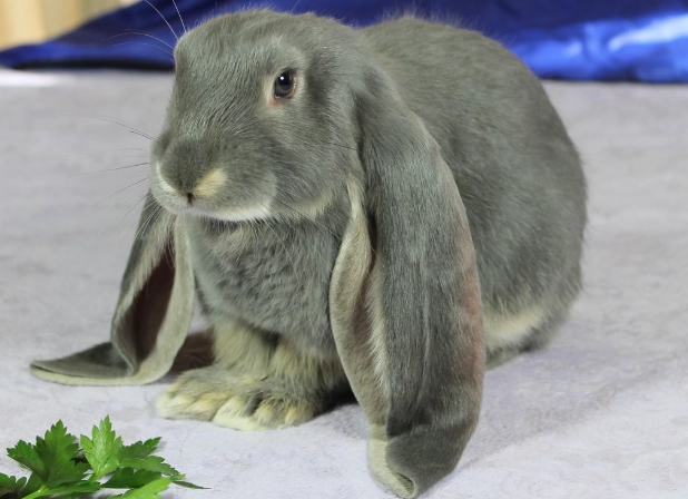 english lop rabbit care