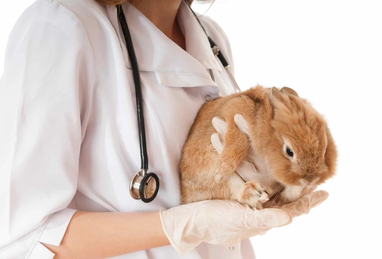 rabbit vaccinations rabbit vaccinations