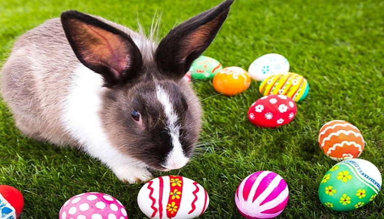 jack rabbit reproduction