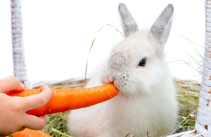 do rabbits eat carrots