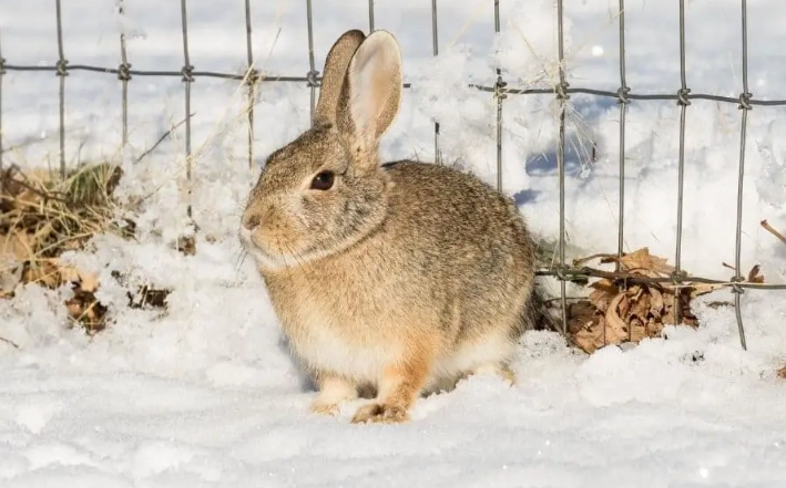 do rabbits hibernate in winter