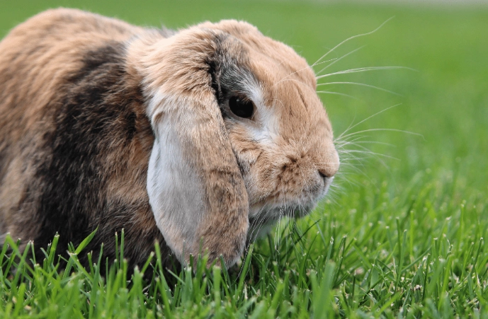 english lop rabbit care