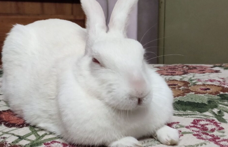 rabbit reproduction cycle