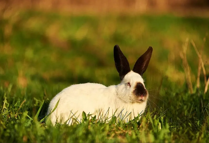 Californian rabbit availability