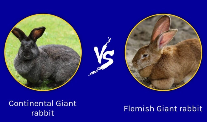 difference between giant rabbit breeds