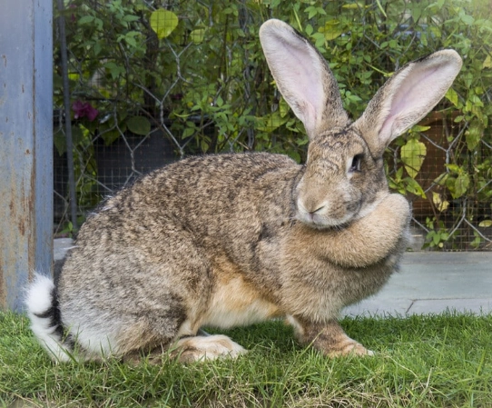 how much is a Flemish Giant rabbit