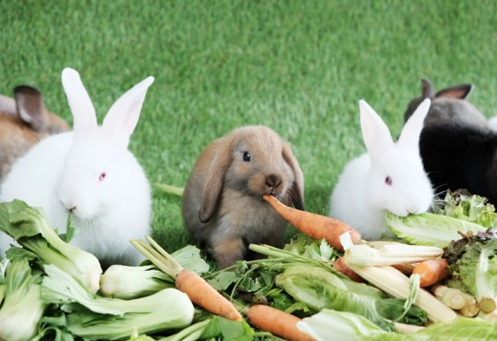rabbit safe vegetables