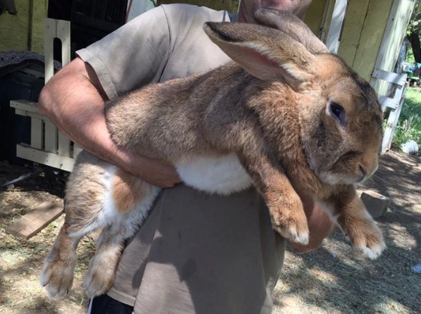 Flemish Giant rabbit