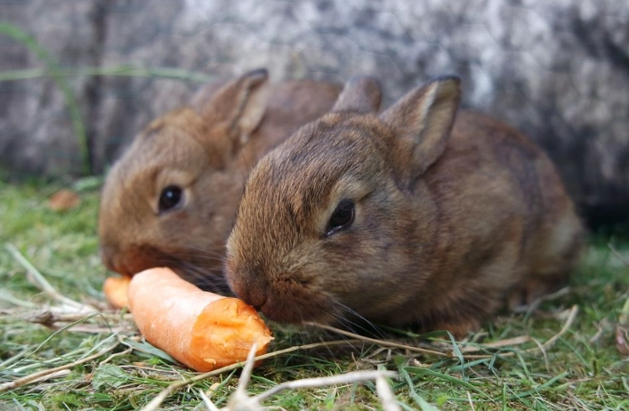 rabbit diet