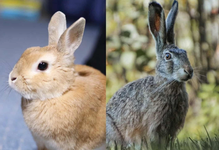 difference between rabbit and hare difference between rabbit and hare