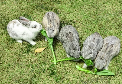 what do rabbits eat