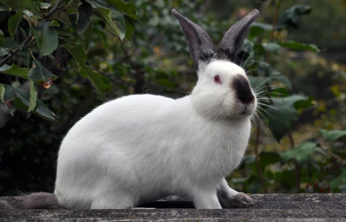 Are Californian rabbits rare