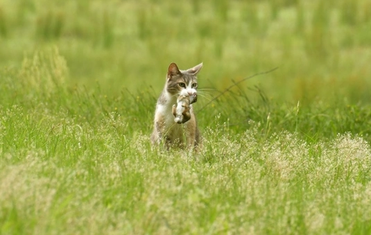 cat and rabbit together