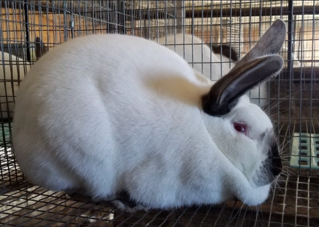 Californian rabbit size