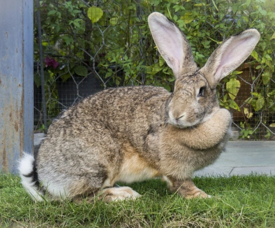 giant rabbit pet