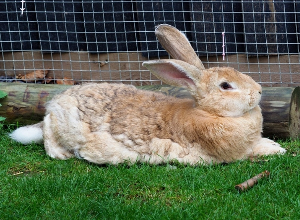 Flemish Giant rabbit price