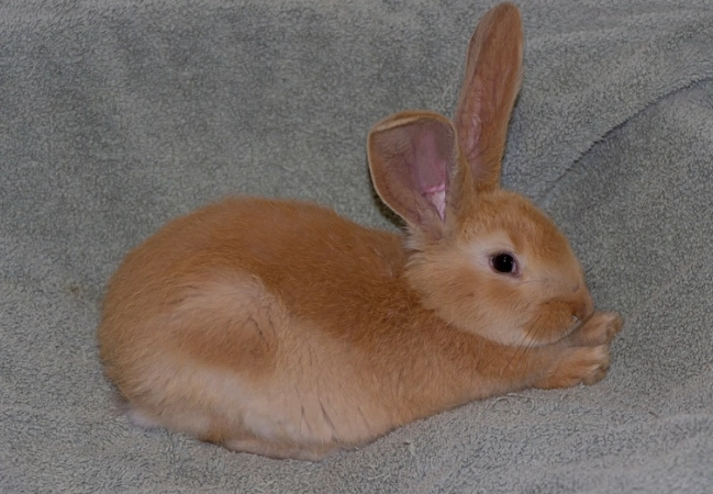 British Giant rabbit size