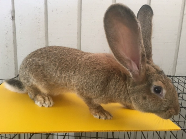 Continental Giant rabbit size