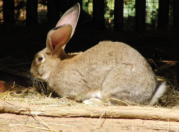 Flemish Giant rabbit