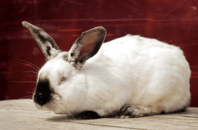 how much does a Californian rabbit weigh