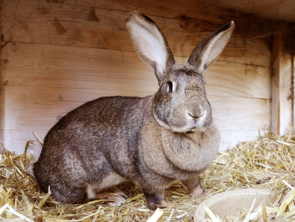 Large rabbit care Large rabbit care