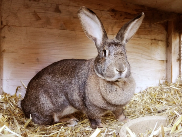German Giant Rabbit German Giant Rabbit