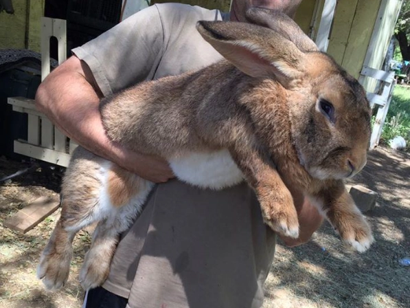 Flemish Giant temperament