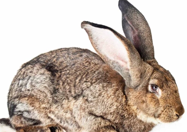 British Giant rabbit care