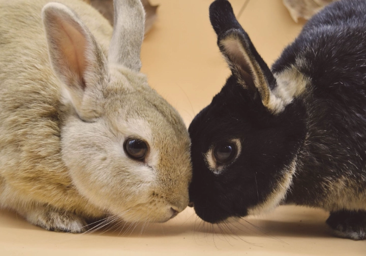 hare vs rabbit hare vs rabbit